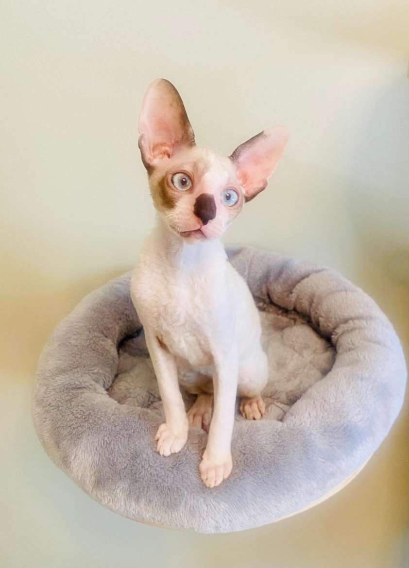 Ihanat Cornish Rex pennut uutta kotia vailla