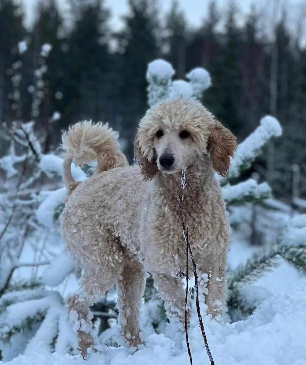 Tässä pentujen isä